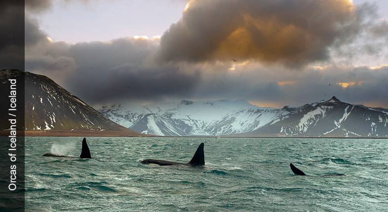Orcas of Iceland / Iceland
