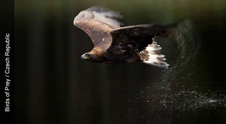 Birds of Prey / Czech Republic