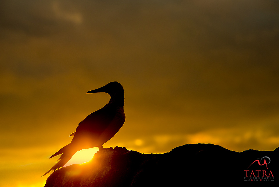 Galapagos Blue Footed Booby in silhuette
