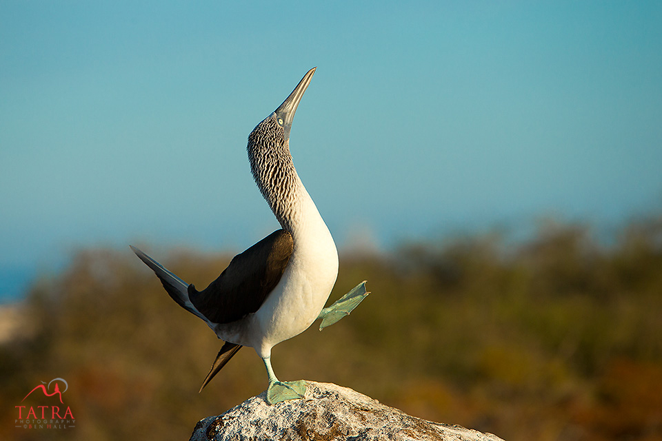 Galapagos Blue-footed booby displaying