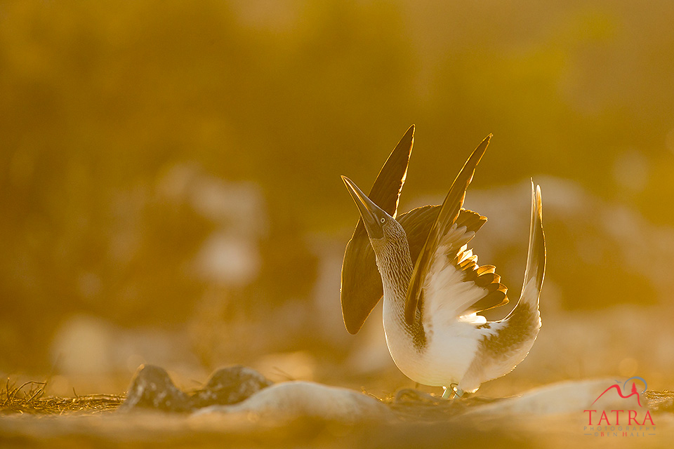 Galapagos Blue-footed booby displaying2