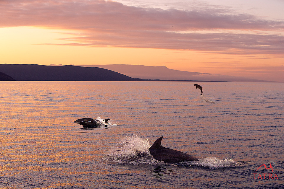 Galapagos dolphins