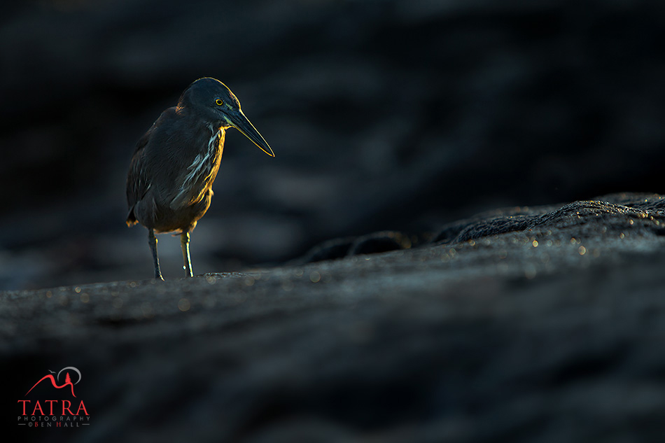 Galapagos lava heron backlit