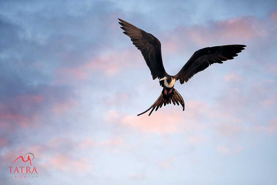 Galapagos magnificent frigate bird in flight at dawn