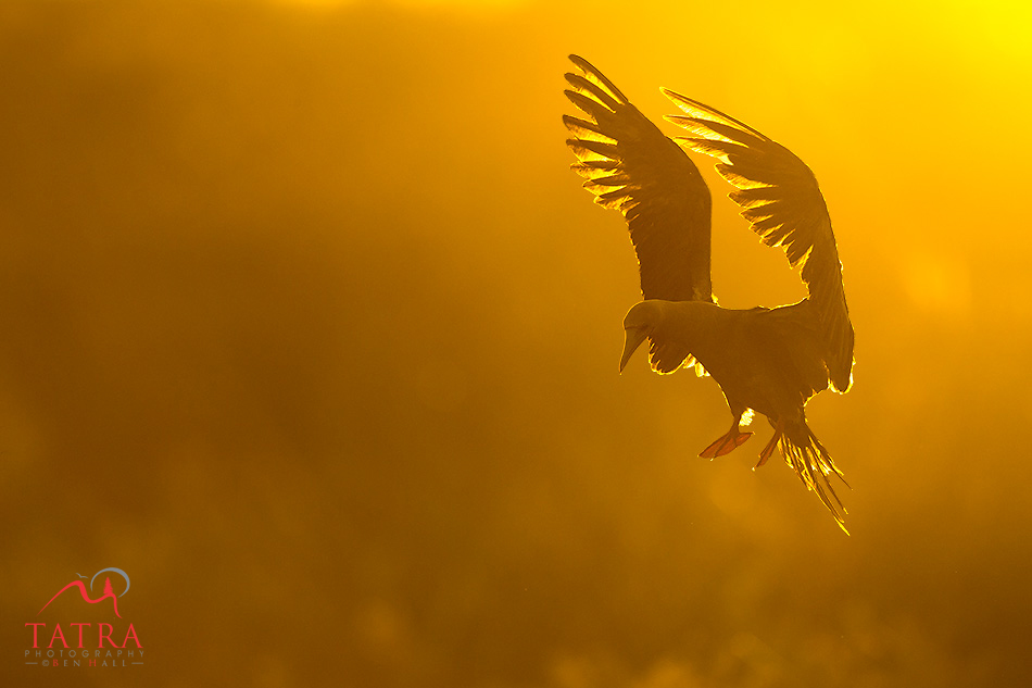 Galapagos red footed booby in flight backlit