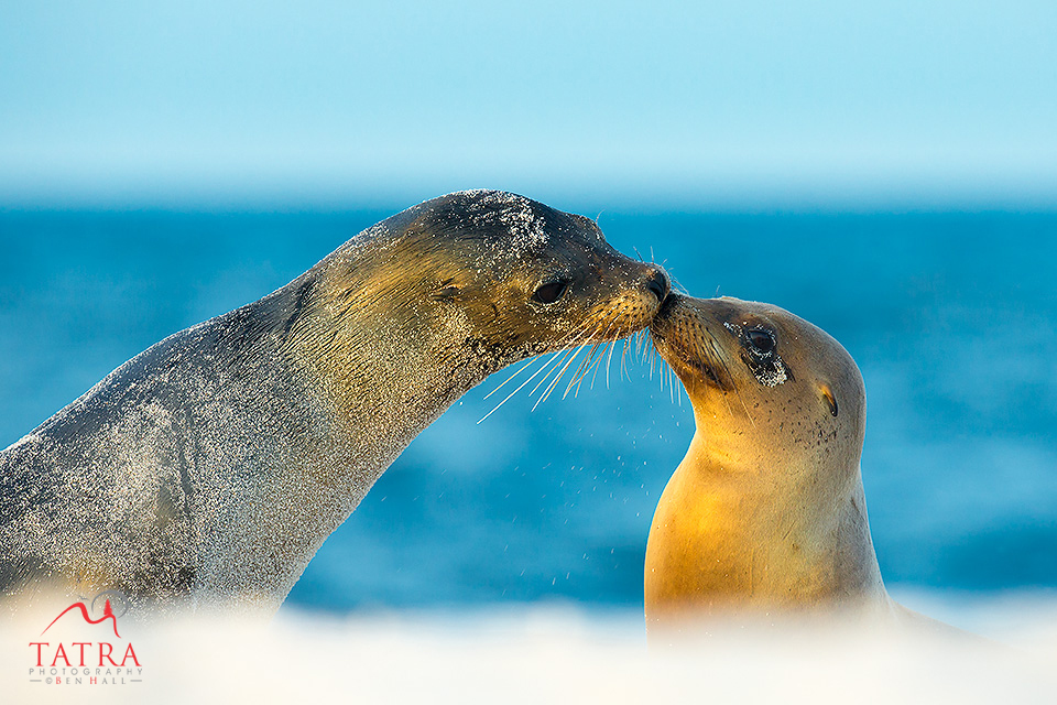 Galapagos sea lions
