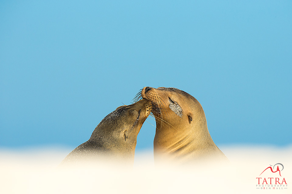 Galapagos sea lions2