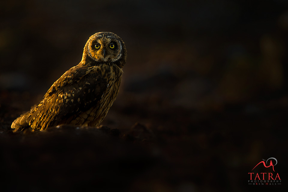 Galapagos short eared owl