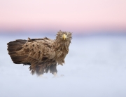 Main_Eagle_of_Hortobagy
