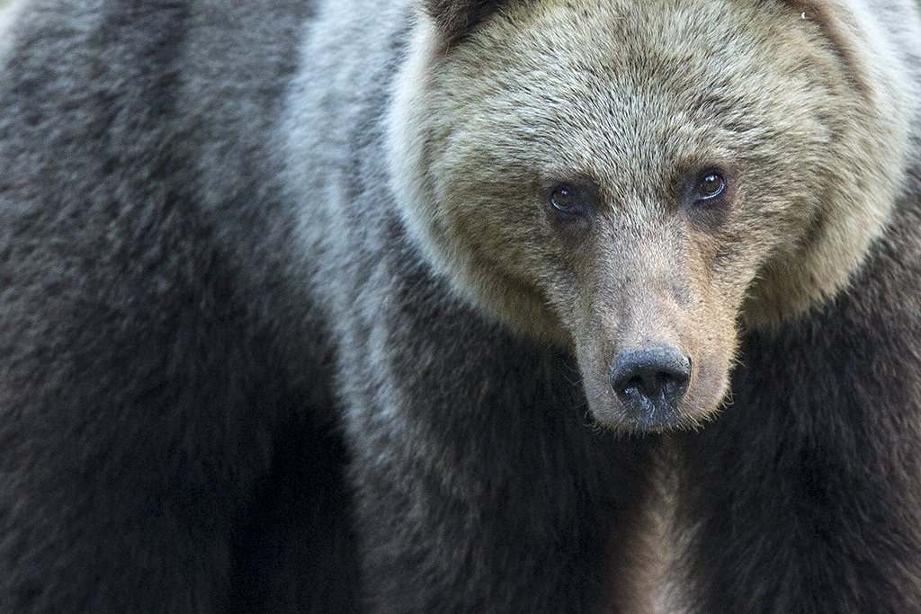 Wild Brown Bears feature