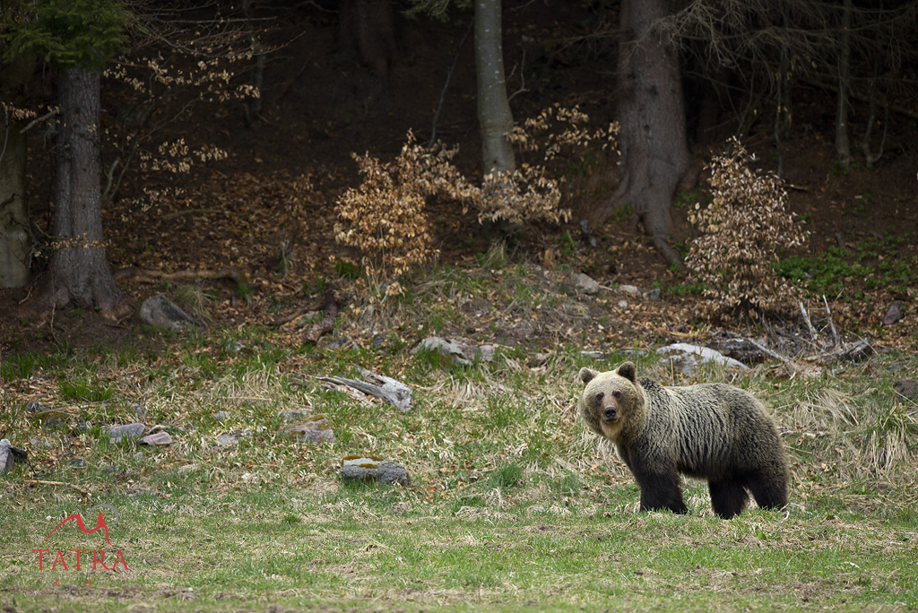 Bear 1