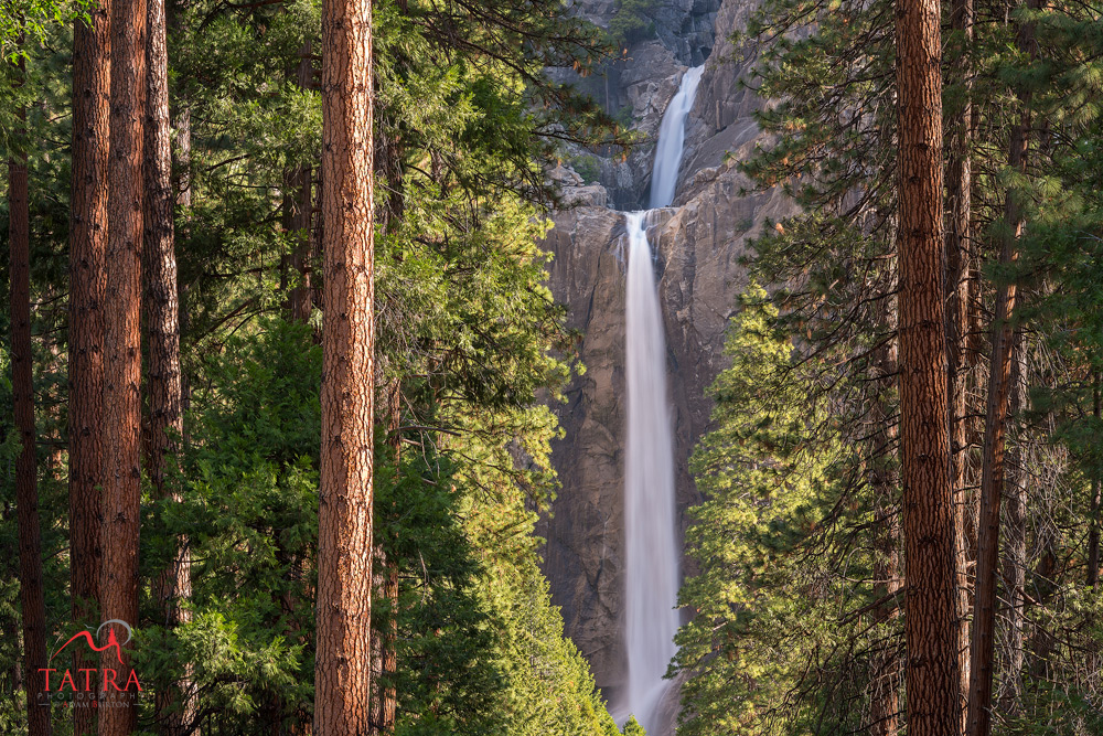 Lower Yosemite Falls through the conifer trees of Yosemite Valley, California, USA. Spring (June) 2015.