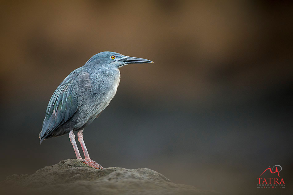 Galapagos Lava Heron