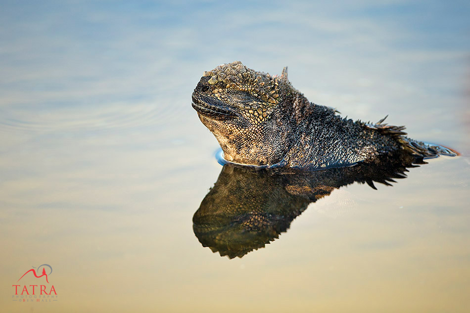 Galapagos Marine Iguana Chilling out