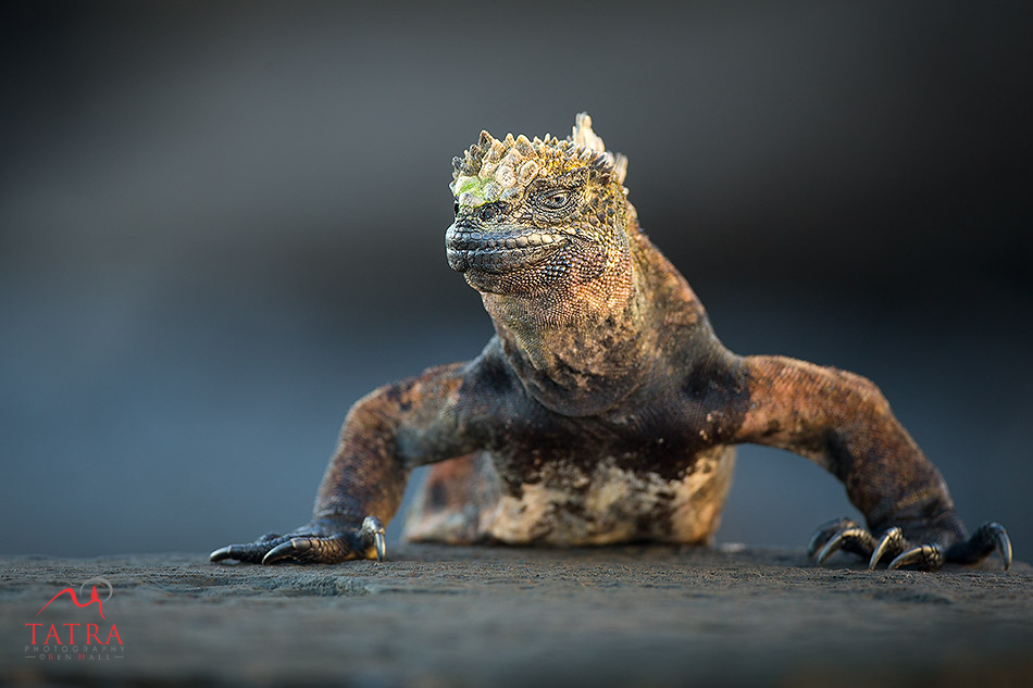 Galapagos Marine Iguana2