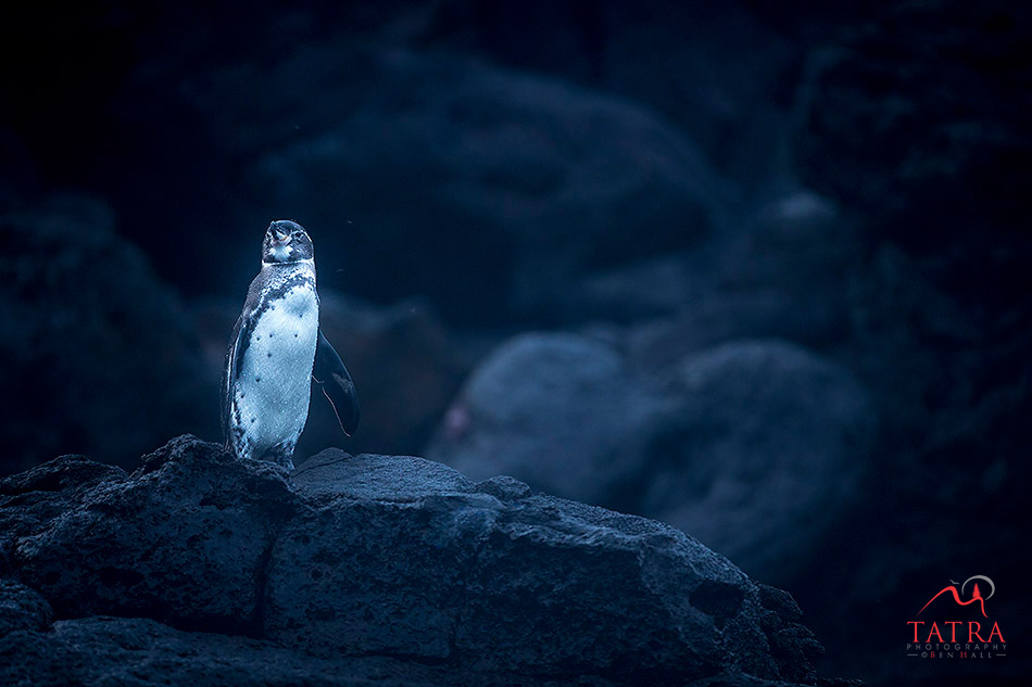 Galapagos Penguin