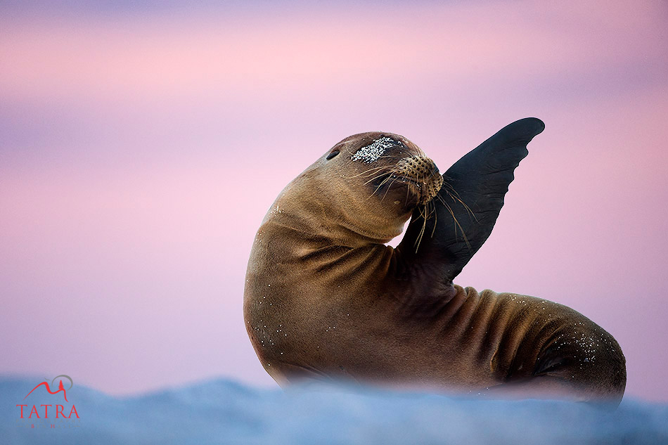 Galapagos Seal scratching its ear