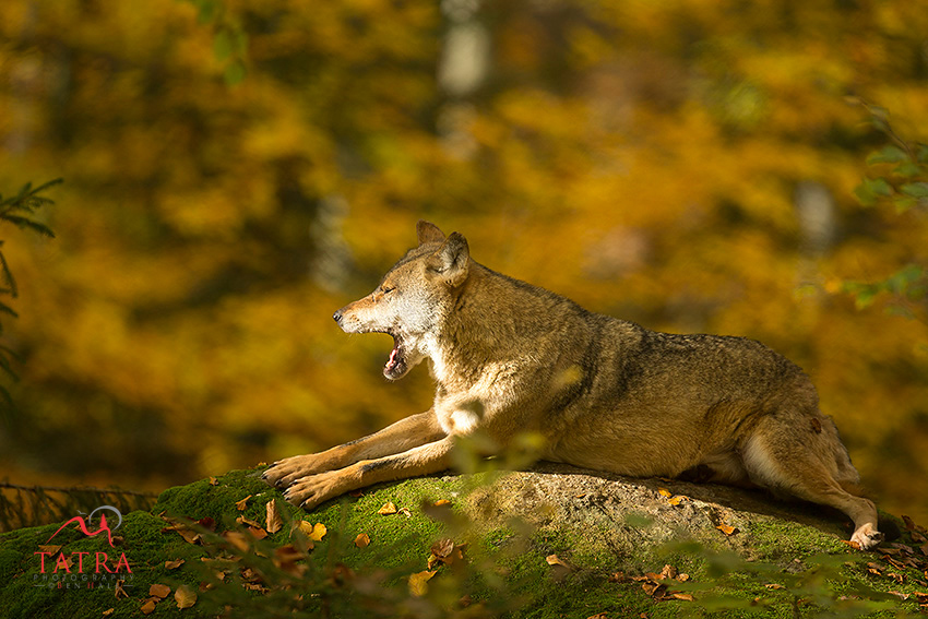 Europes Great Predators2