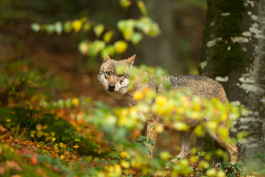 Europes Great Predators5