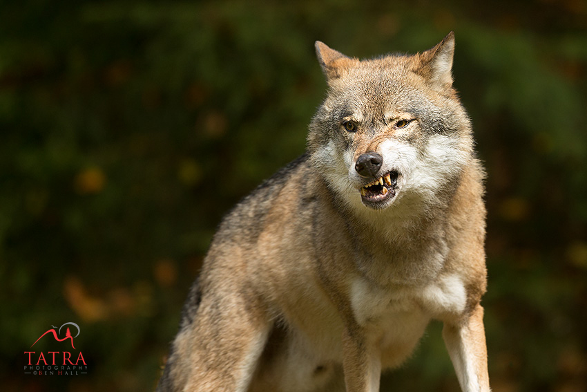 Europes Great Predators8