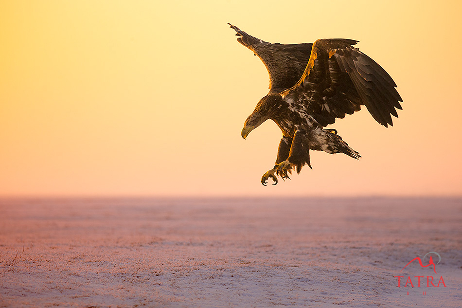 Hortobagy juvenile sea eagle landing on snow