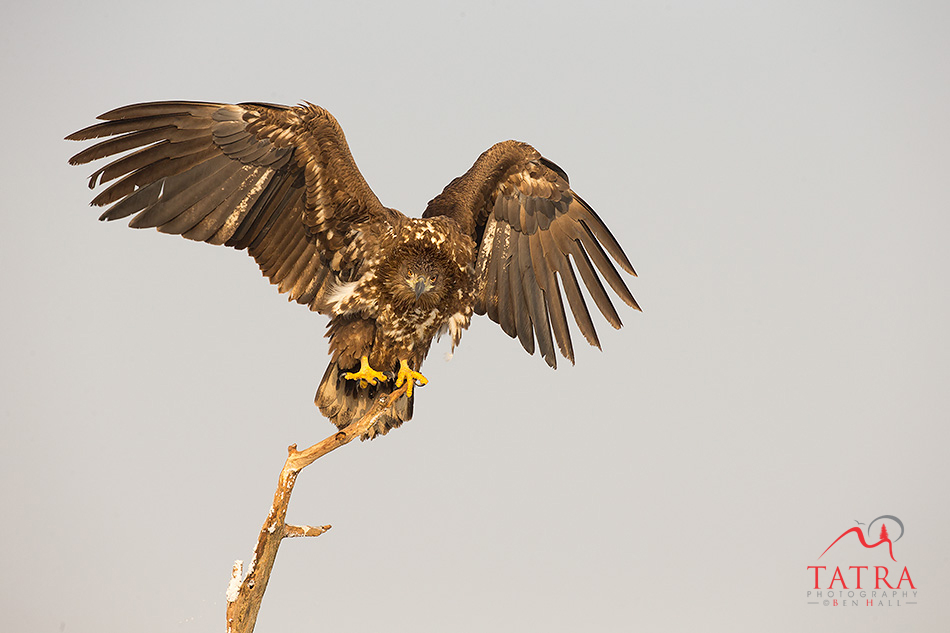Hortobagy sea eagle alighting on branch