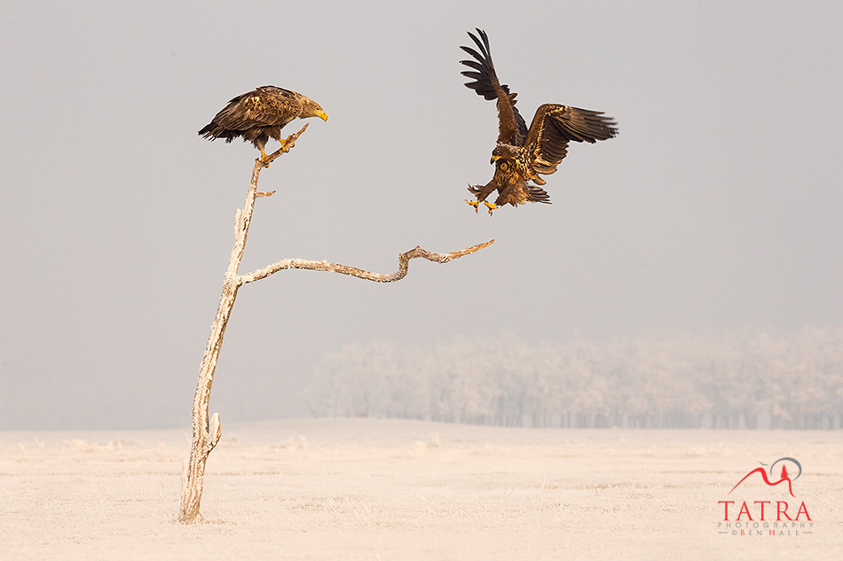 Hortobagy sea eagle alighting on tree