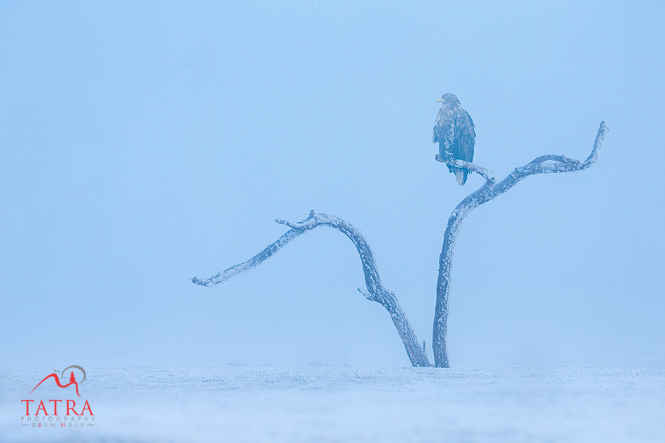 Hortobagy sea eagle at dawn2