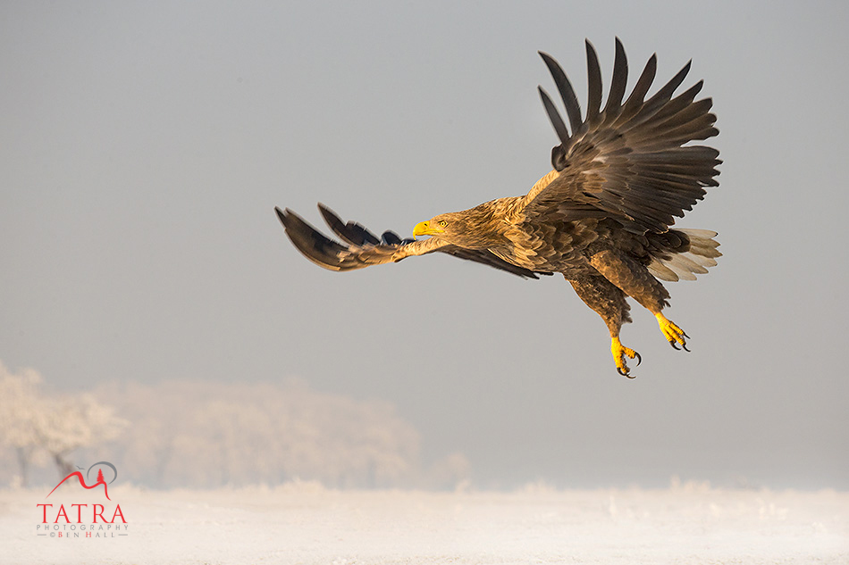 Hortobagy sea eagle in flight over snow