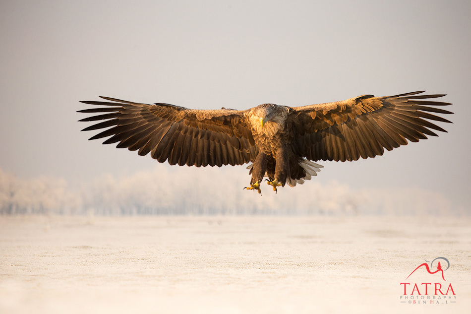 Hortobagy sea eagle landing on snow 2