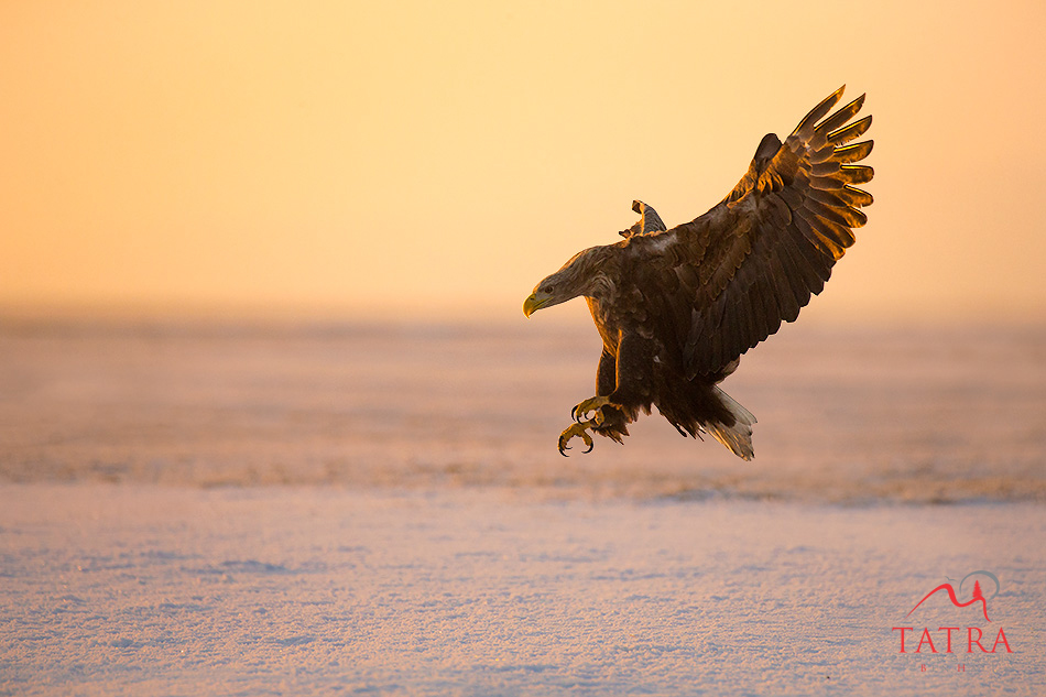 Hortobagy sea eagle landing on snow at last light
