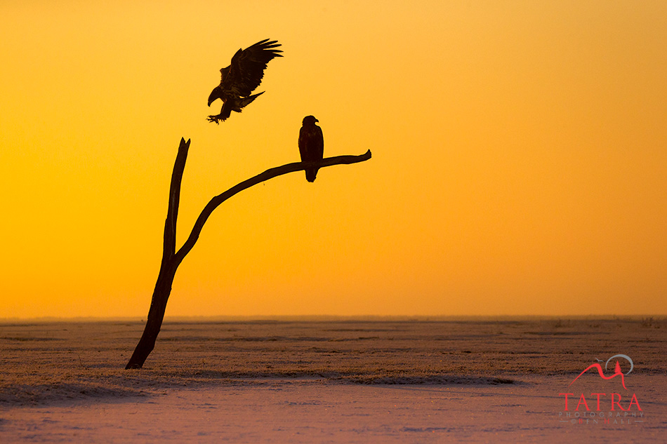 Hortobagy sea eagles silhouetted at dusk