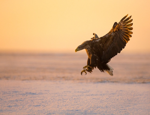 Eagles of Hortobagy January 2016