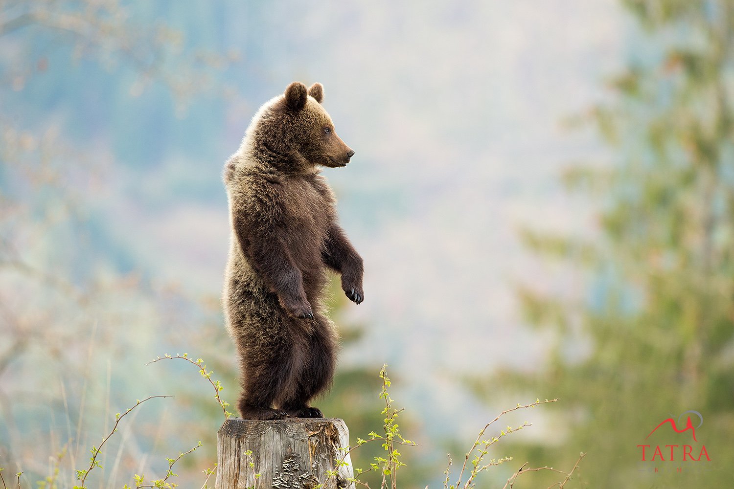 Wild Brown Bears Cub2