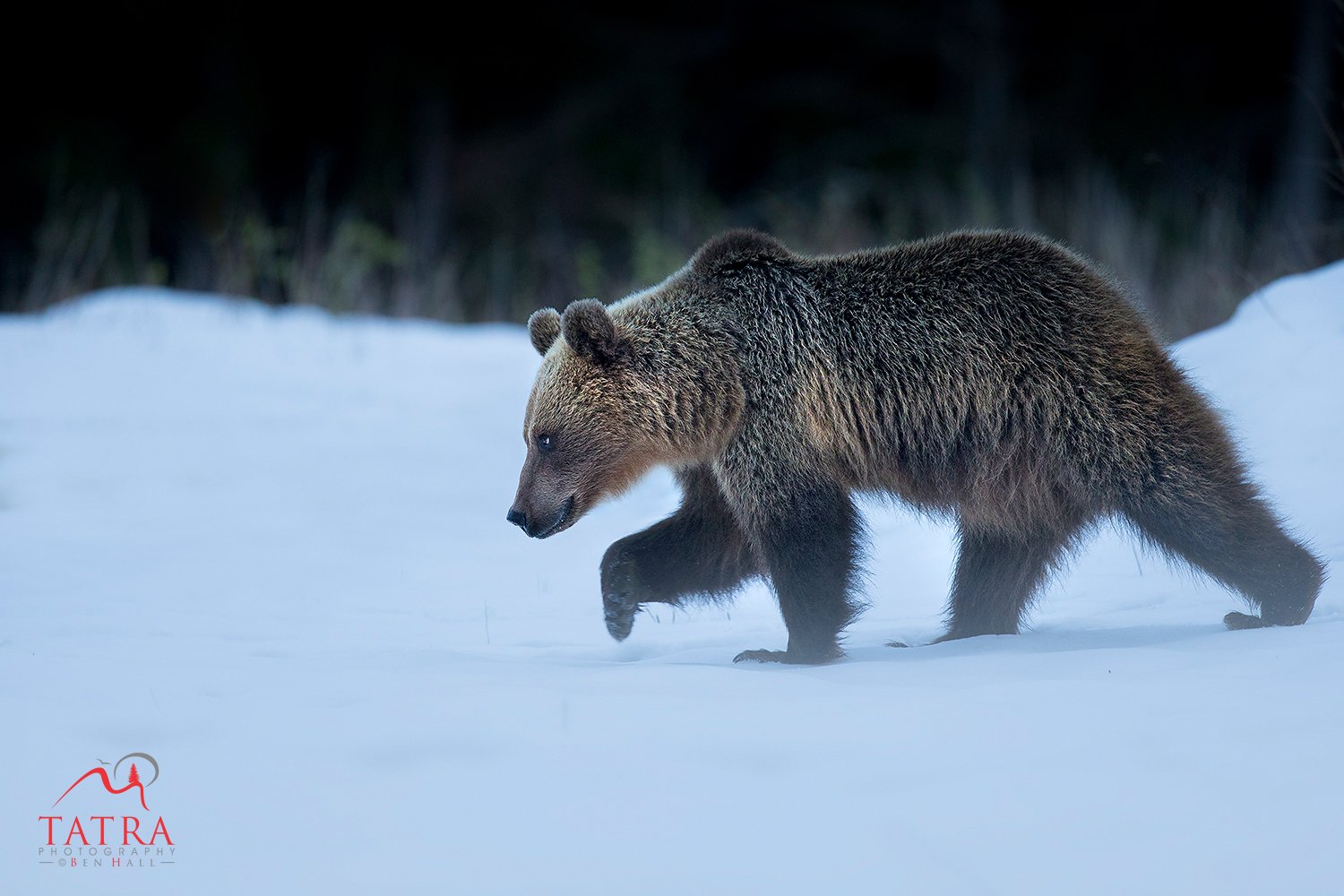 Wild Brown Bears Female1