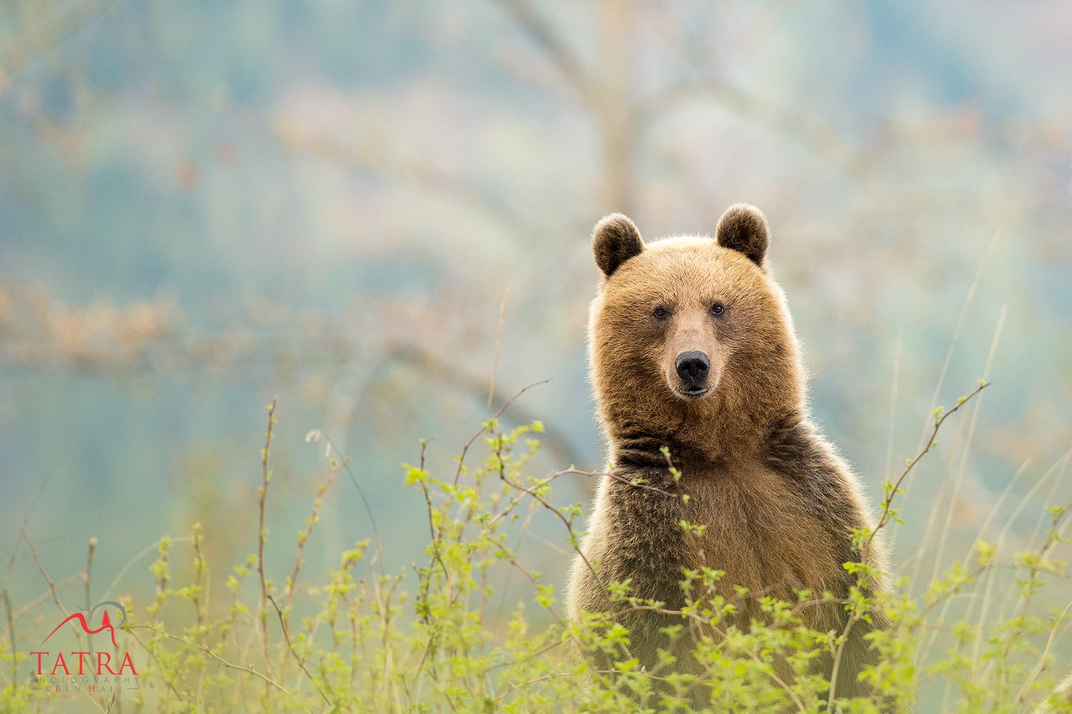 Wild Brown Bears Female2