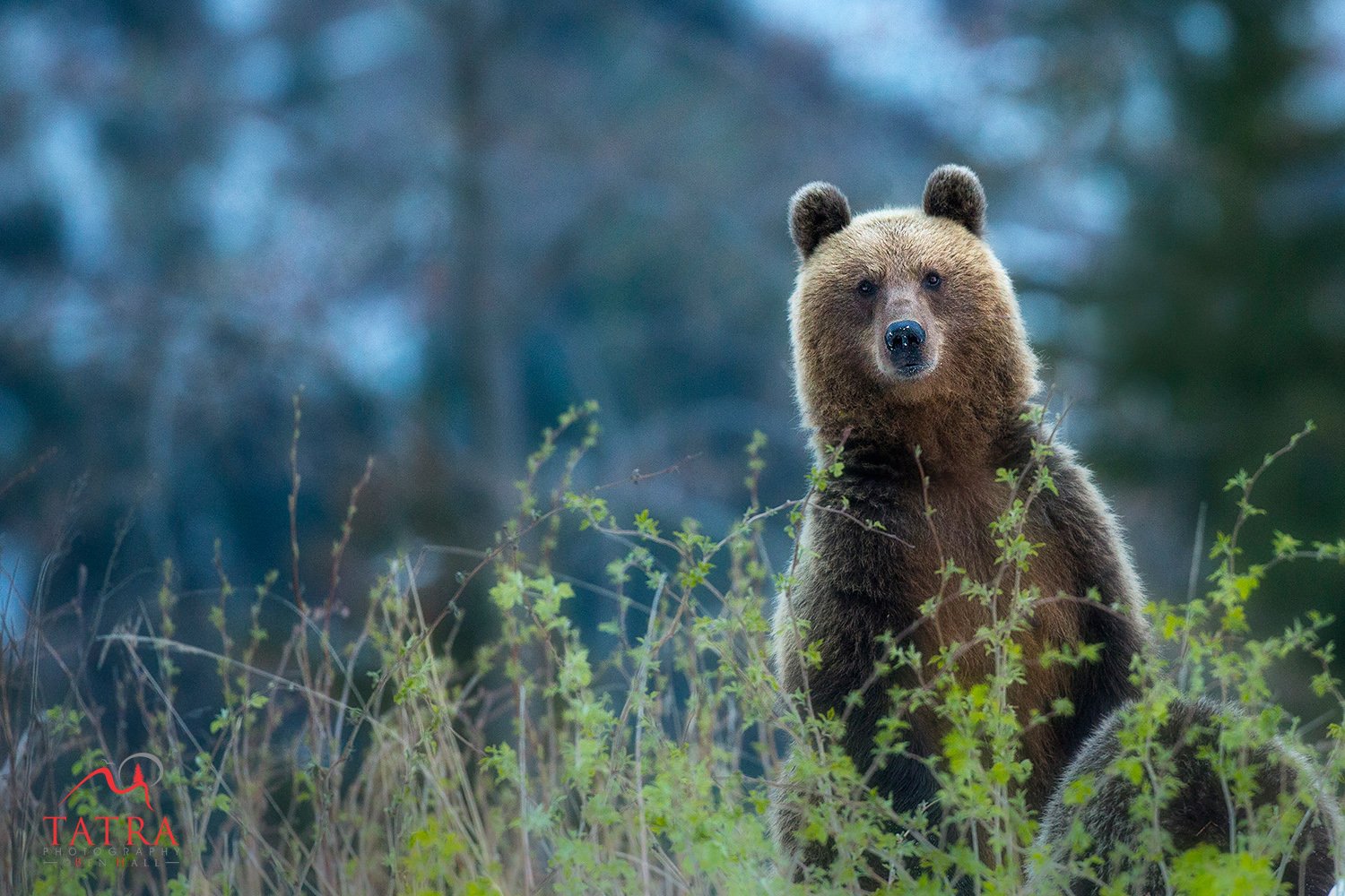 Wild Brown Bears Female3