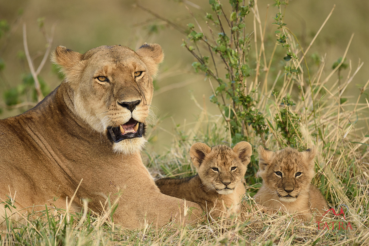 Migration Masai Mara2